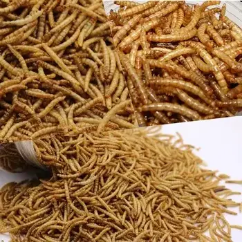 dried mealworms cricket powder