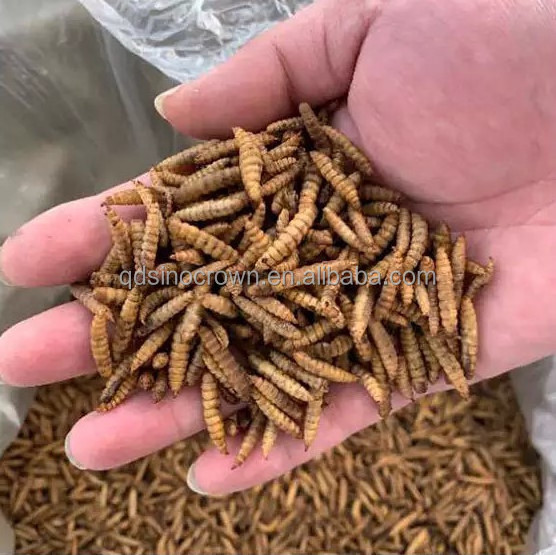 pure natural microwave drying black soldier fly crickets insect pet food insects hot selling