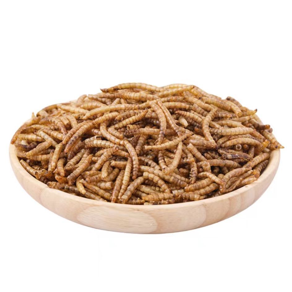 bulk mealworm for cat dog cricket insect fur brightly dried mealworm for sale