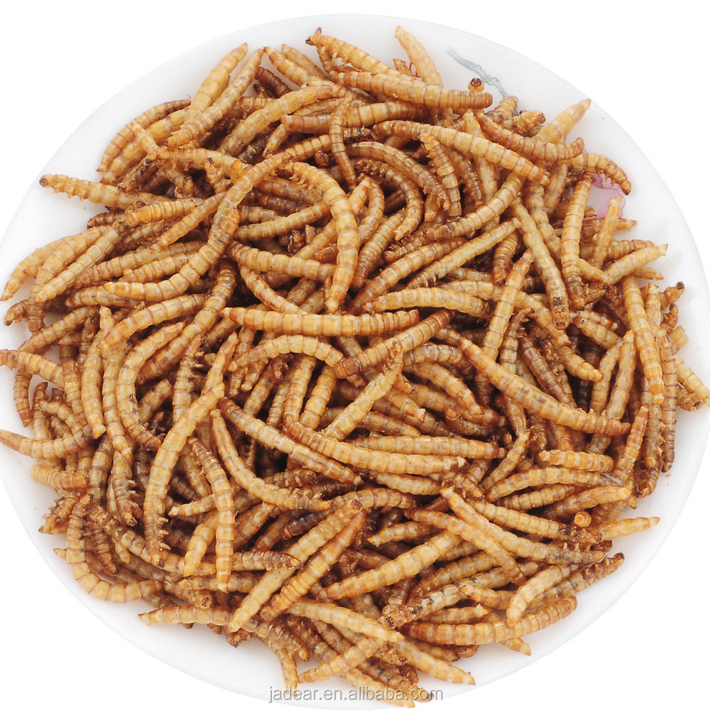 bulk mealworm for cat dog cricket insect fur brightly dried mealworm for sale