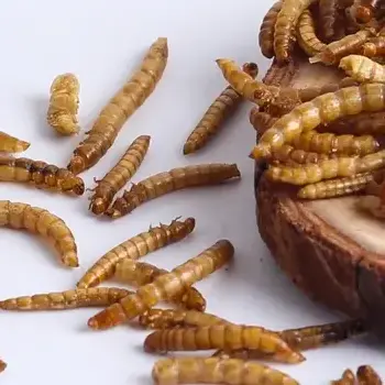 dried mealworms cricket powder