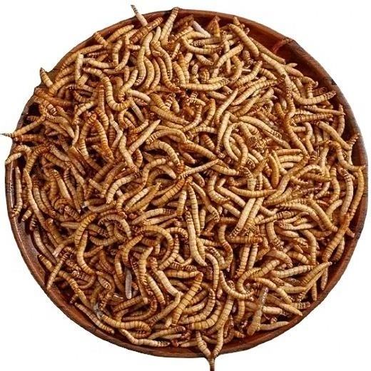 bulk mealworm for cat dog cricket insect fur brightly dried mealworm for sale