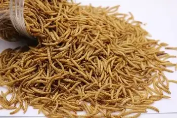 dried mealworms cricket powder