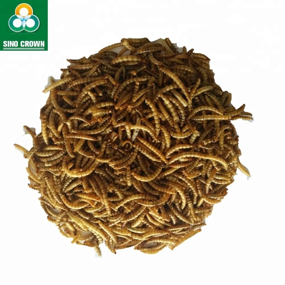 High Protein Dried Mealworms Bulk Chicken Feed Dry Mealworm China Qingdao Customized Trout Fish Food Price Koi King Fish Food