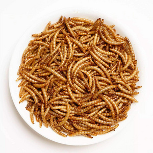 bulk mealworm for cat dog cricket insect fur brightly dried mealworm for sale