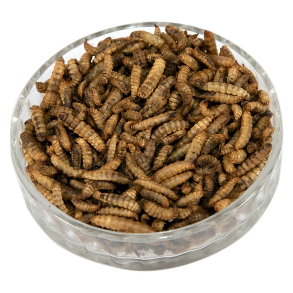 dry black soldier fly test report dried mealworm insect factory