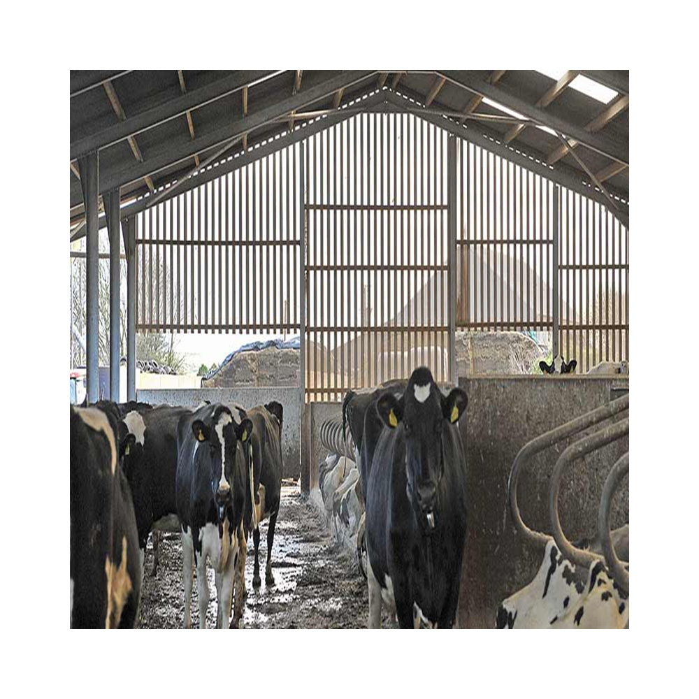 Economic China dairy cow shed cattle milking machine cow farm shed building cow barn with fencing