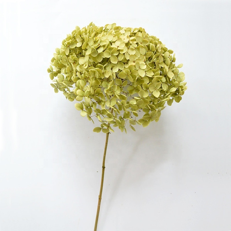 O-060 Dried Flowers for Candle Making Fall Decor Dried Delphinium Natural Green Preserved Hydrangea Flowers