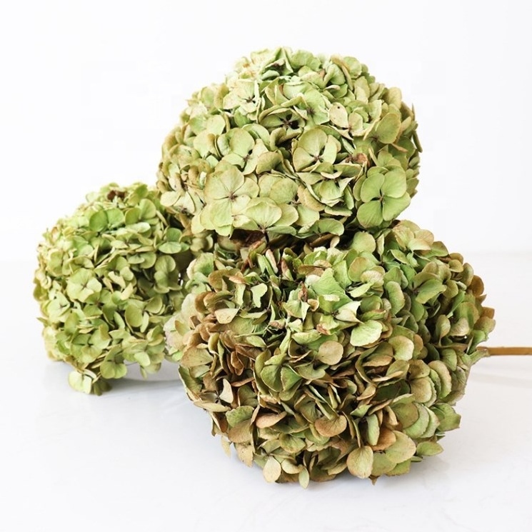 O-060 Dried Flowers for Candle Making Fall Decor Dried Delphinium Natural Green Preserved Hydrangea Flowers