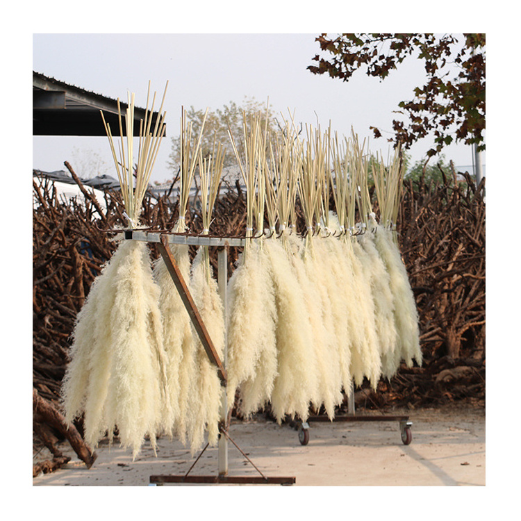 Factory Drectly  Fluffy Pampas Grass Wedding Decor Flower Artificial Pampas White Dried Large Pampas Grass