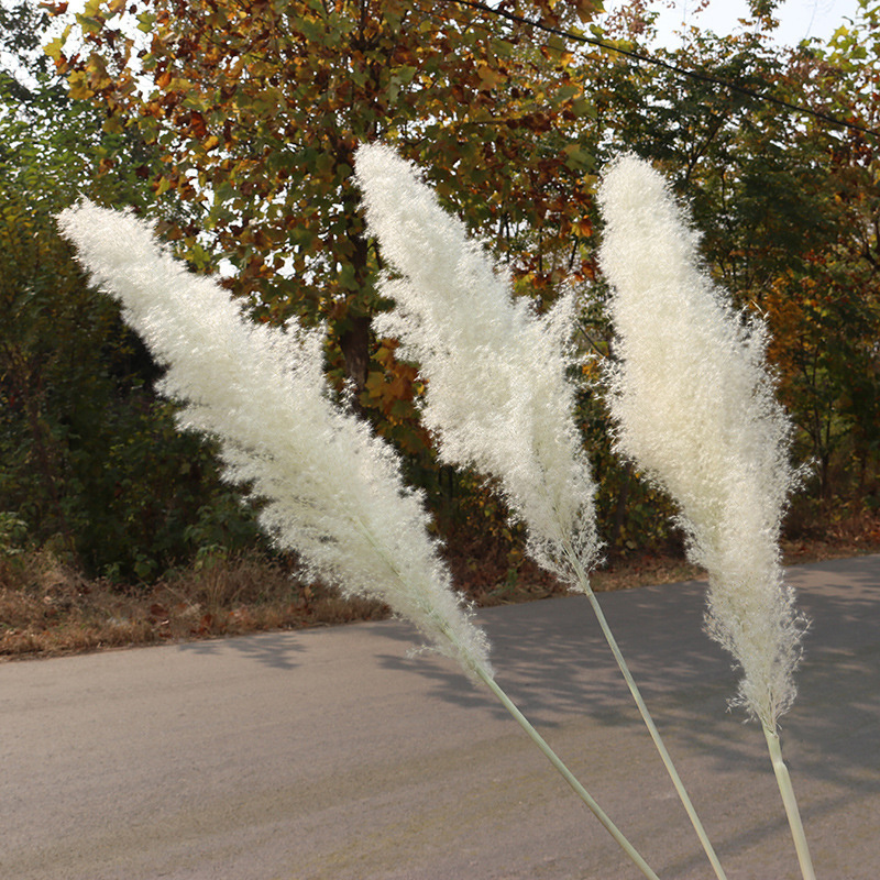 Factory Drectly  Fluffy Pampas Grass Wedding Decor Flower Artificial Pampas White Dried Large Pampas Grass