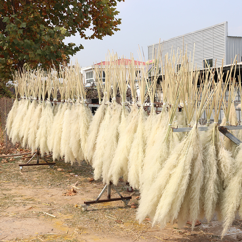 Factory Drectly  Fluffy Pampas Grass Wedding Decor Flower Artificial Pampas White Dried Large Pampas Grass