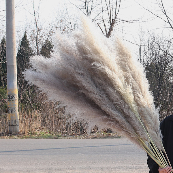 Factory Drectly  Fluffy Pampas Grass Wedding Decor Flower Artificial Pampas White Dried Large Pampas Grass