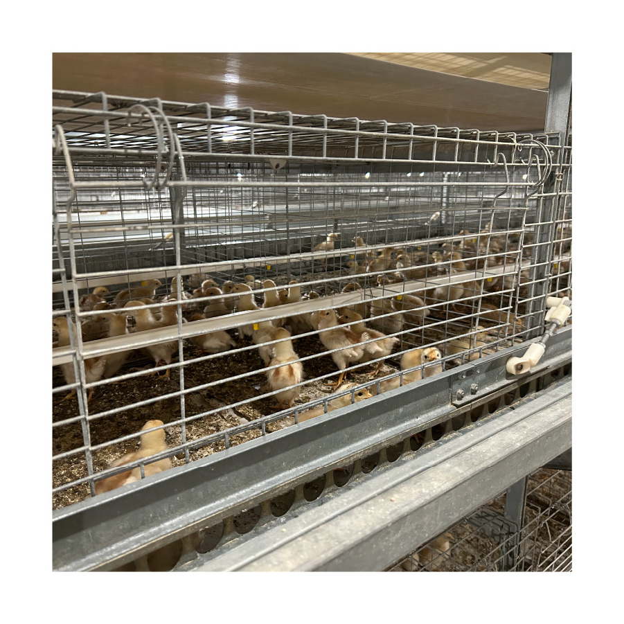 Poultry Farm Day Old Baby Chick Pullet Brooder Chicken Cage For Sale