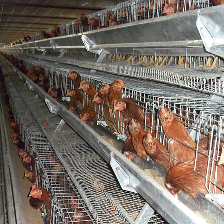 Layer Chicken Cage Battery Cages Laying Hens Poultry Farm