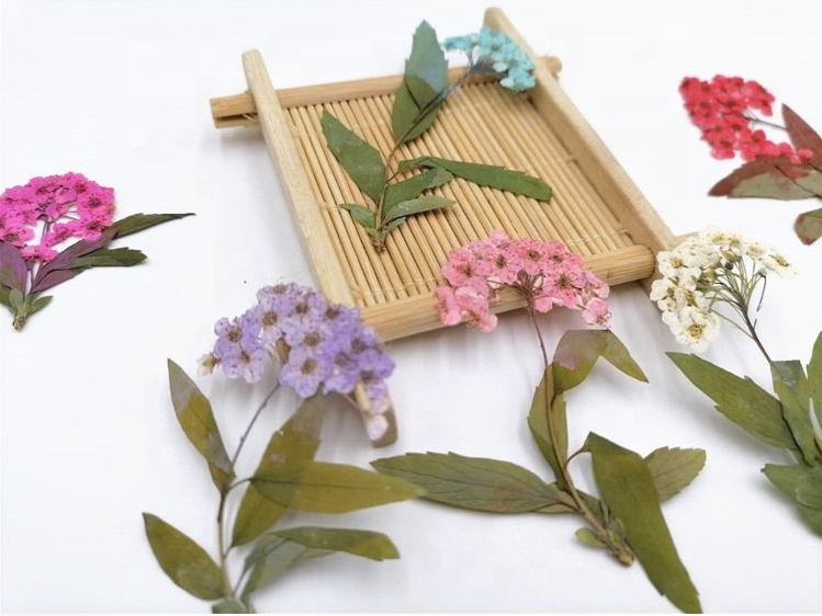 Pressed Preserved Dry Natural Plants Dried Flower For Nails Candles Dried Flowers and Plants