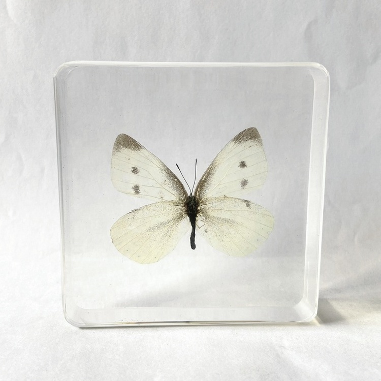 Real Dried Butterfly Clear Glass Craft Gifts Pieris rapae Embedded Paperweight for Collection