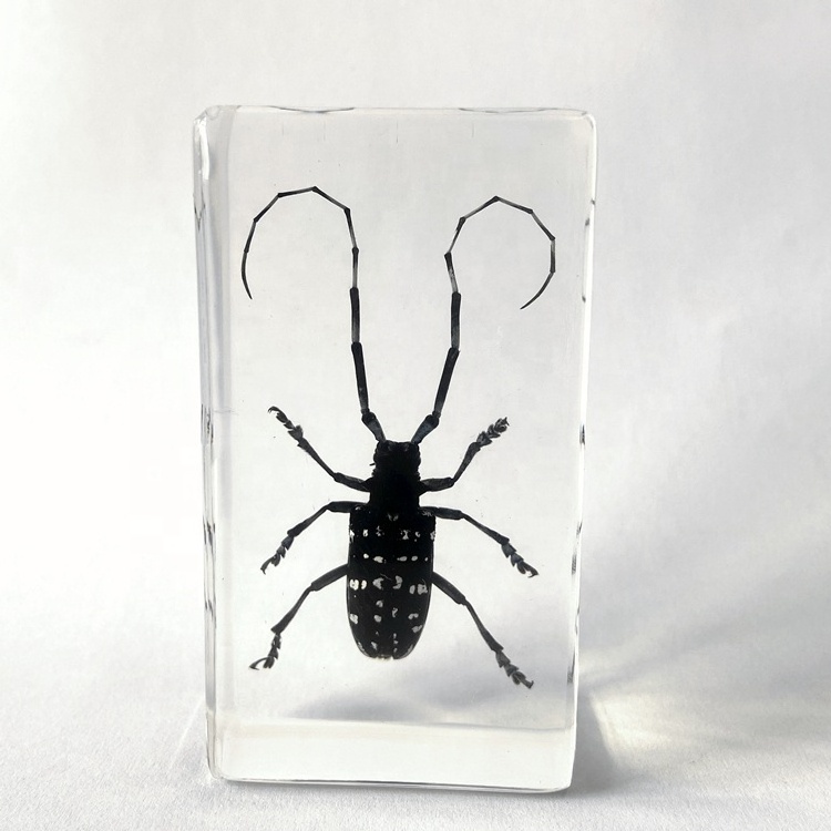 Dried Insect Specimen Clear Crystal Souvenir Gifts Long-horned Beetle Paperweight for Display