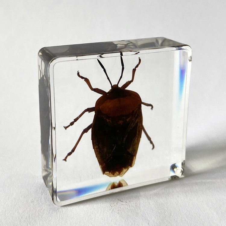 Insect Collection Glass Christmas Gifts Lychee Stink Bug Embedded Paperweight for Sale