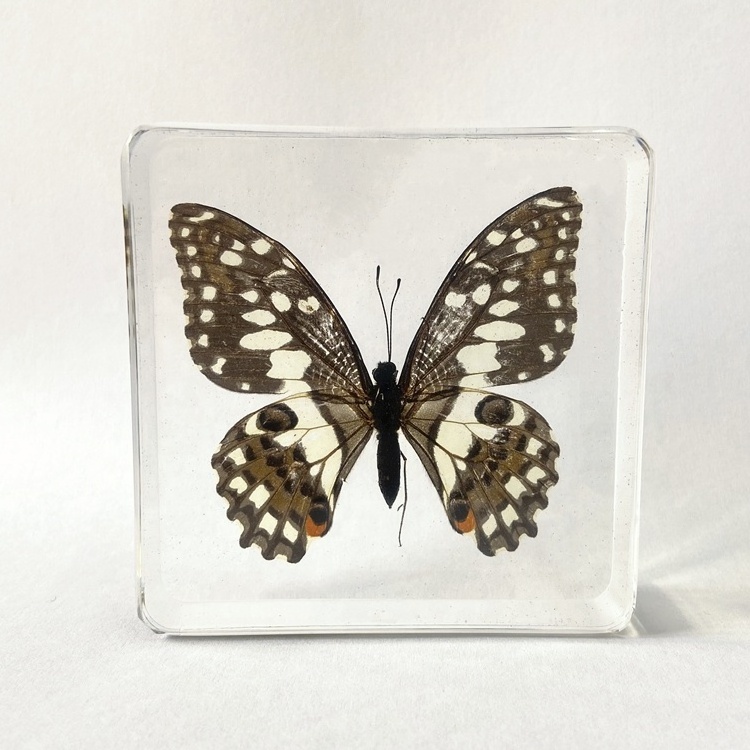 Preserved Beautiful Butterfly Specimen Clear Crystal Vintage Gifts demoleus Linnaeus Paperweight for Sale