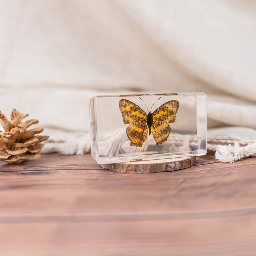 factory hot sales Craft gift biological specimens beautiful taxidermy  real insect butterfly specimen Resin Crafts Butterfly