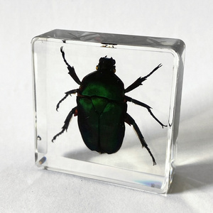 School Supplies Real Colorful Insect Safe Glass Kids Toys Chafer Beetle Paperweight for Kids Learning