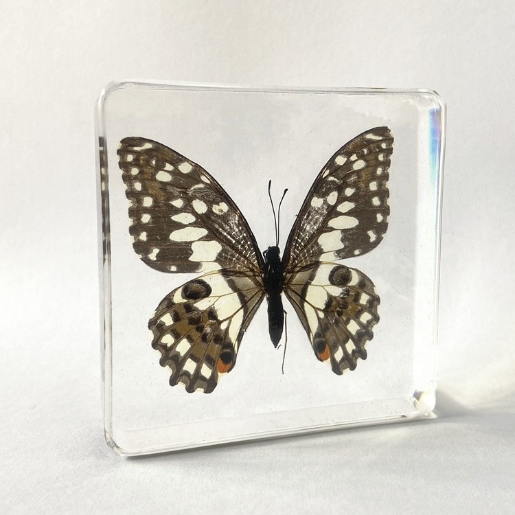 Preserved Beautiful Butterfly Specimen Clear Crystal Vintage Gifts demoleus Linnaeus Paperweight for Sale