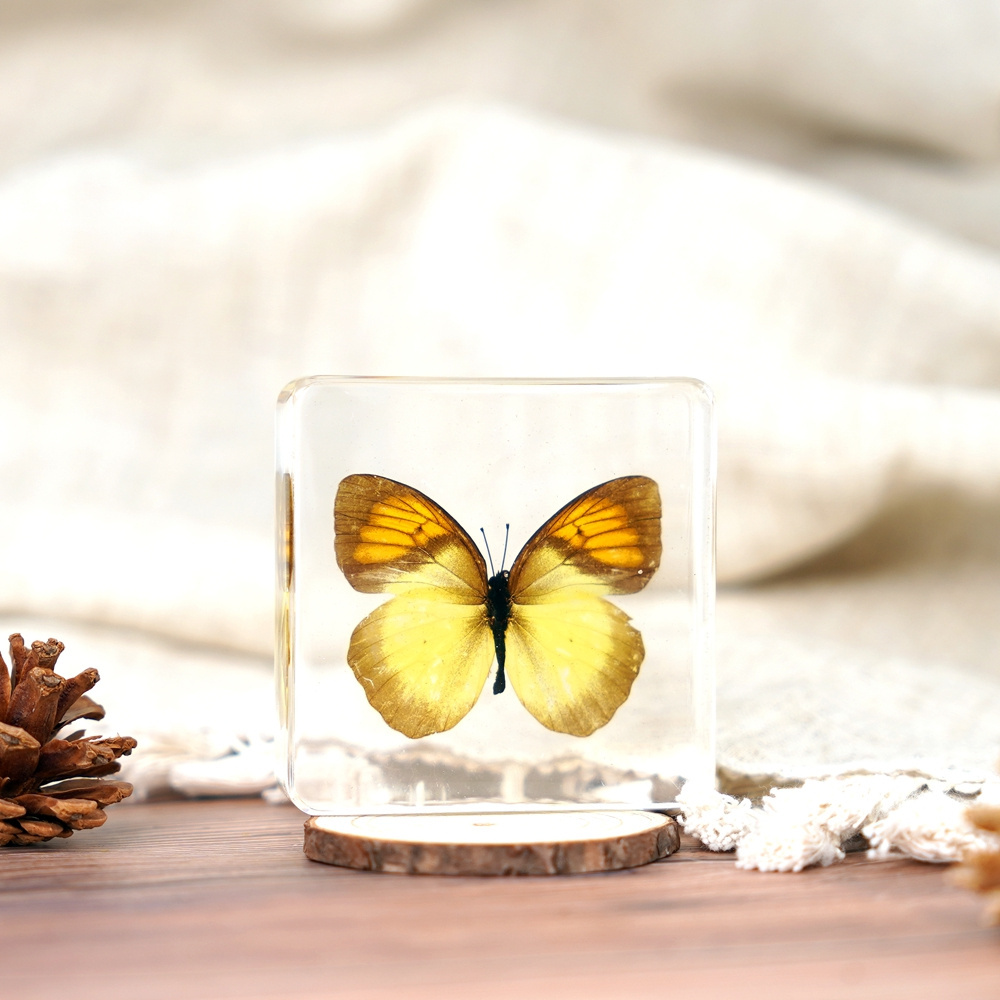 Hot Sale Crystal Butterfly Paperweight , Real Insect Butterfly Specimen Paperweight Animal Taxidermy Collection gift for women