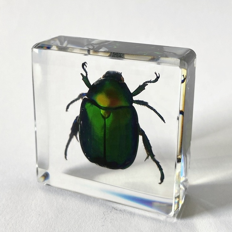 Insect Model Clear Crystal Novelty Gifts Chafer Beetle Embedded Paperweight for Birthday Gifts