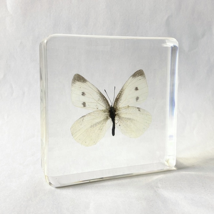 Real Dried Butterfly Clear Glass Craft Gifts Pieris rapae Embedded Paperweight for Collection