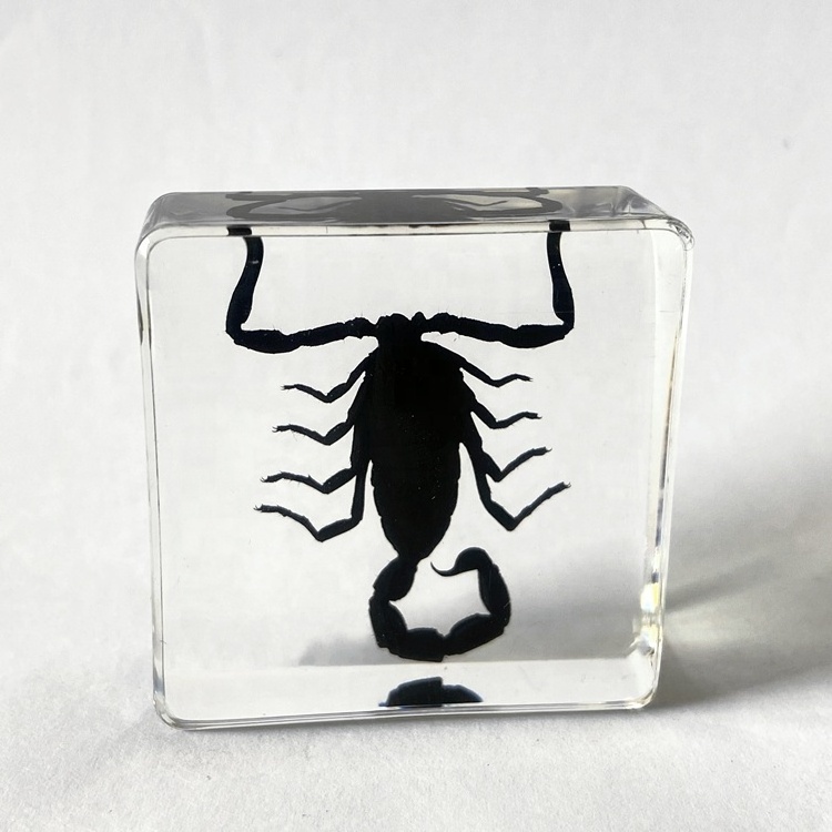 3D Touch Real Bug Clear Acrylic Creative Gifts Scorpion Paperweight for Collection