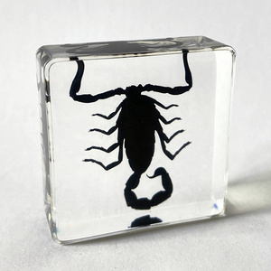 3D Touch Real Bug Clear Acrylic Creative Gifts Scorpion Paperweight for Collection