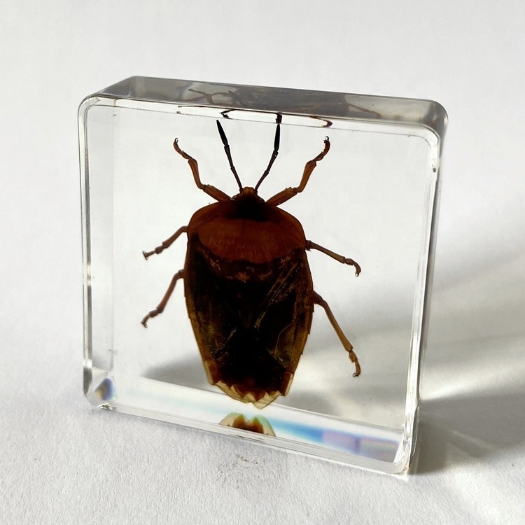 Insect Collection Glass Christmas Gifts Lychee Stink Bug Embedded Paperweight for Sale