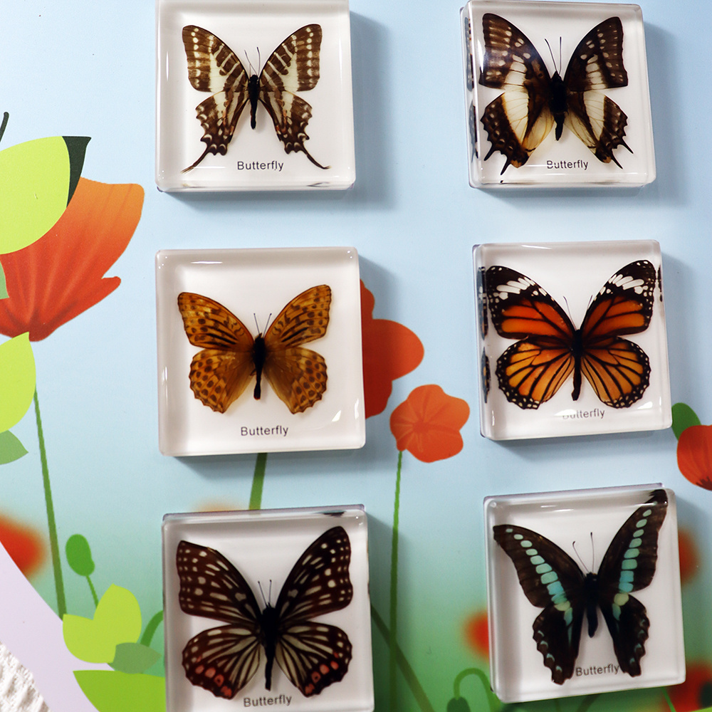 New Arrival Real Insect Specimen Butterflies Wall Game Education Increase the fun for Kids Learn at Classroom