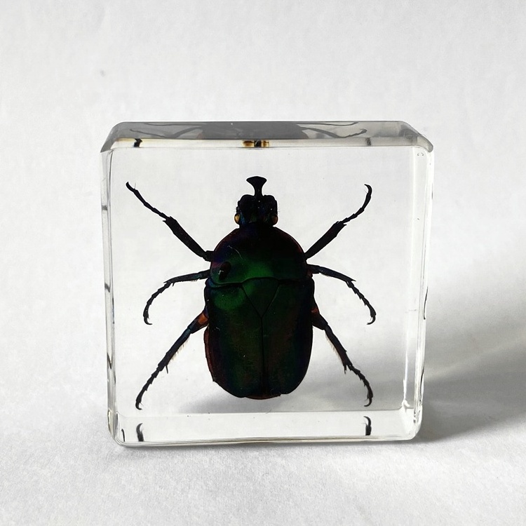 School Supplies Real Colorful Insect Safe Glass Kids Toys Chafer Beetle Paperweight for Kids Learning