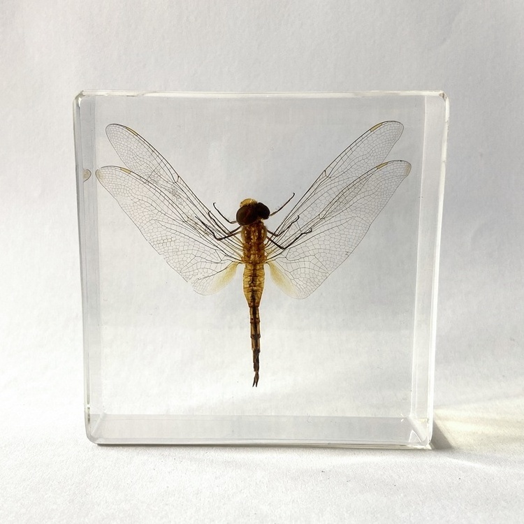 Insect Taxidermy Clear Acrylic Craft Gifts Dragonfly Paperweight for Exhibition