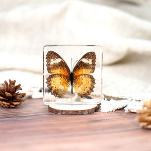 Hot Sale Crystal Butterfly Paperweight , Real Insect Butterfly Specimen Paperweight Animal Taxidermy Collection gift for women