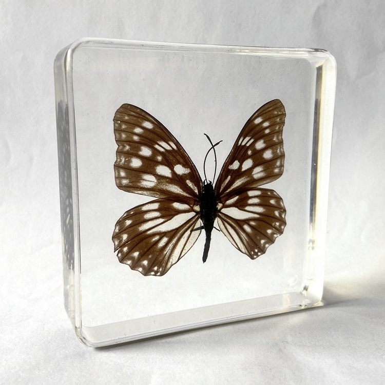 Butterfly Taxidermy Crystal Art Crafts Hestina persimilis Westwood Paperweight for Collection