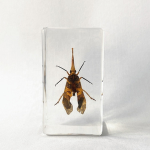 Wholesale Preserved Insect Specimen Clear Crystal Souvenir Gifts Lantern Fly Paperweight for Collection