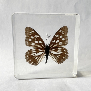 Butterfly Taxidermy Crystal Art Crafts Hestina persimilis Westwood Paperweight for Collection