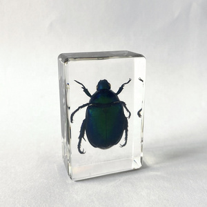 Insect Collection Clear Acrylic Vintage Amazing Gifts Small Chafer Beetle Paperweight for Sale