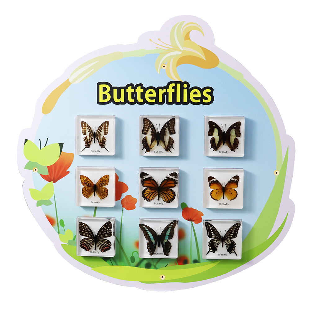 New Arrival Real Insect Specimen Butterflies Wall Game Education Increase the fun for Kids Learn at Classroom