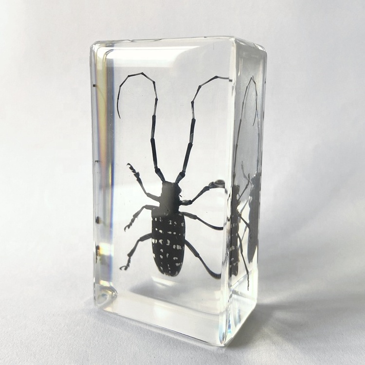 Dried Insect Specimen Clear Crystal Souvenir Gifts Long-horned Beetle Paperweight for Display