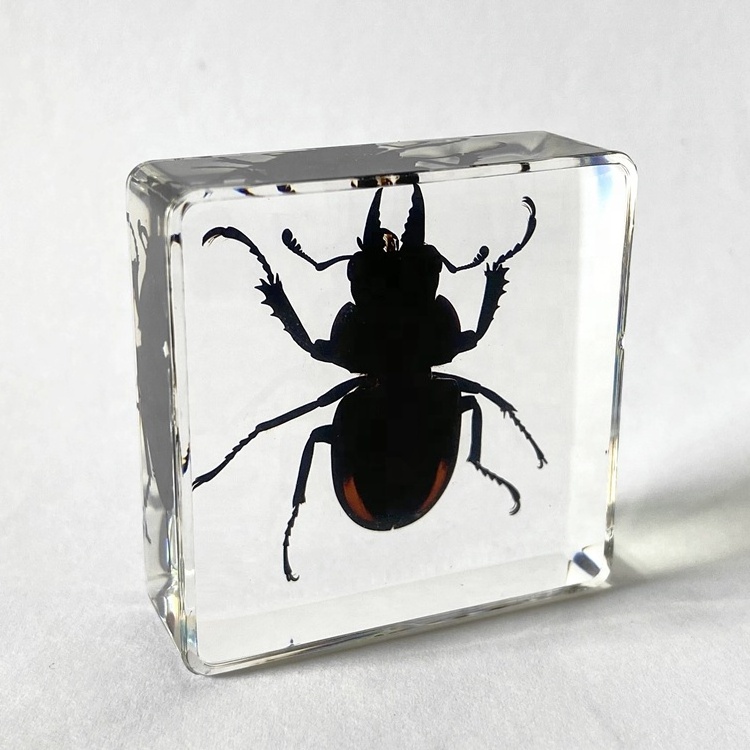 Fantasy Real Insect Safe Clear Glass Creative Toys Stag Beetle Embedded Paperweight for Kids