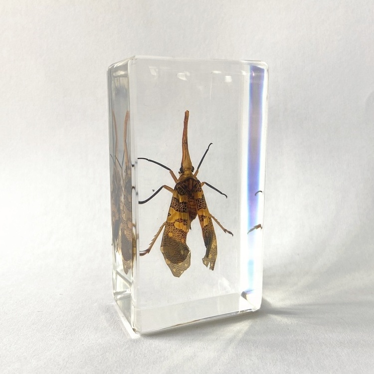 Wholesale Preserved Insect Specimen Clear Crystal Souvenir Gifts Lantern Fly Paperweight for Collection