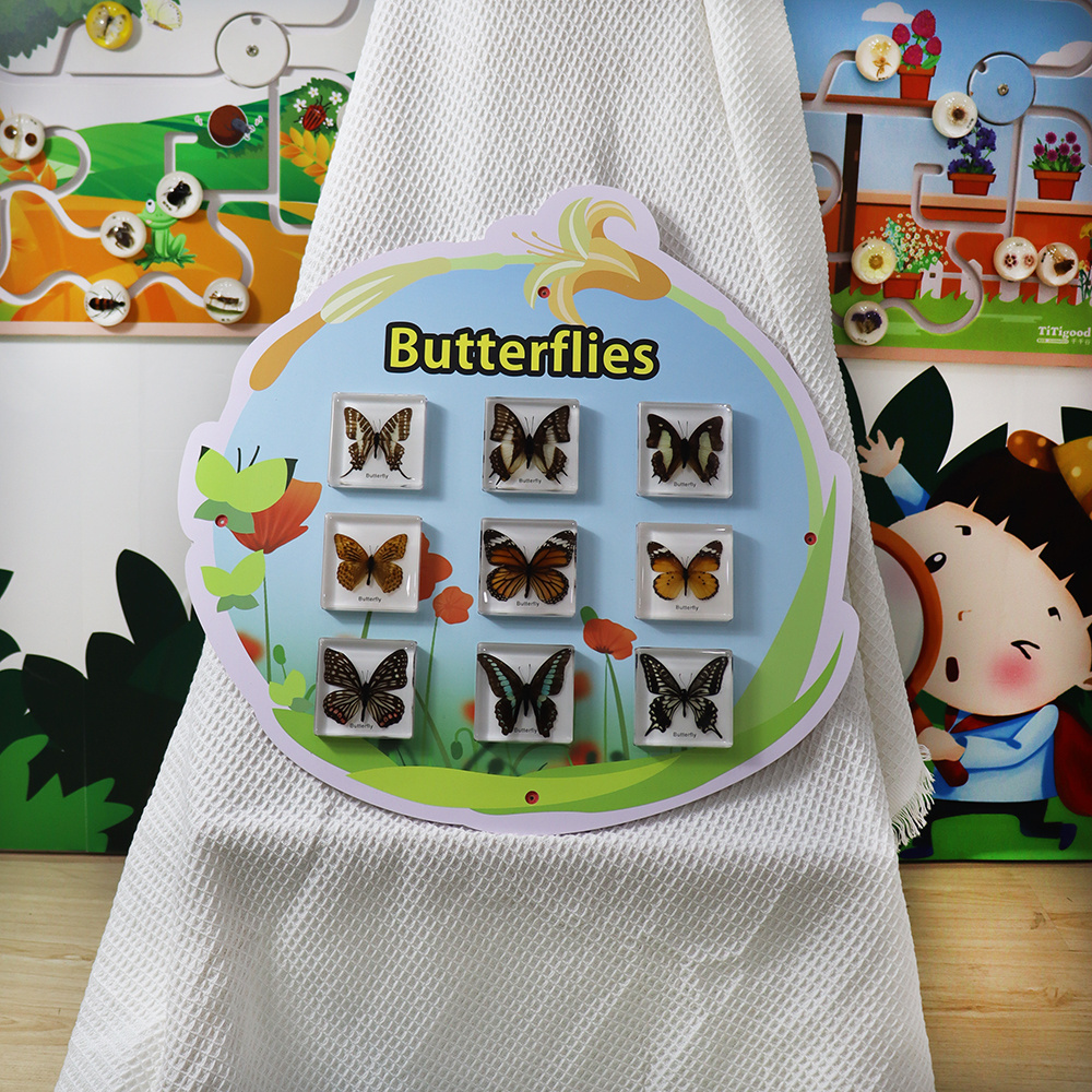 New Arrival Real Insect Specimen Butterflies Wall Game Education Increase the fun for Kids Learn at Classroom