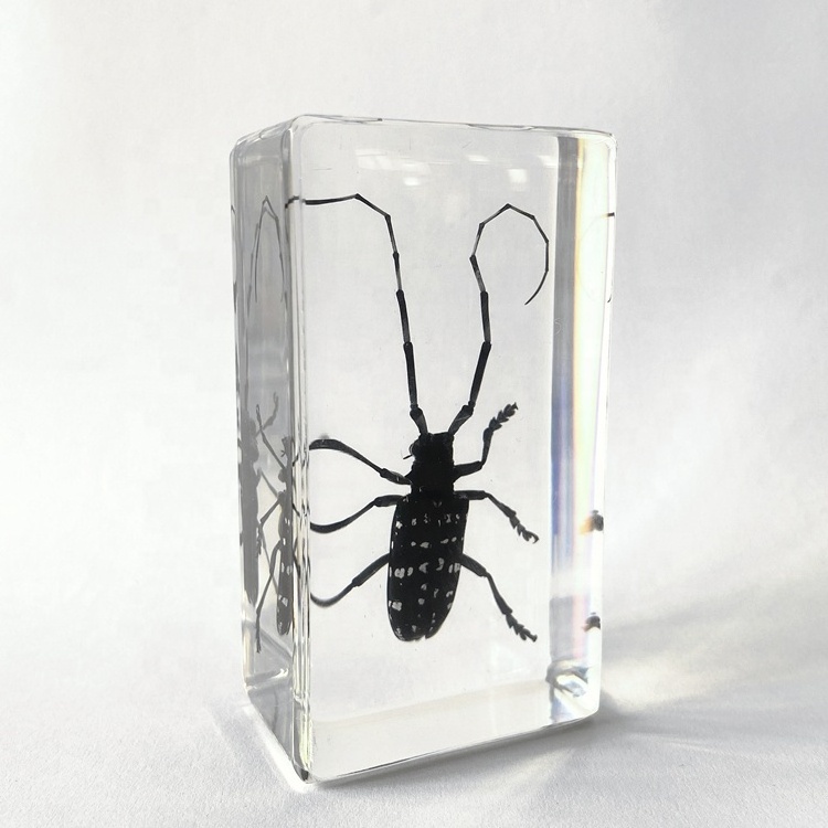 Dried Insect Specimen Clear Crystal Souvenir Gifts Long-horned Beetle Paperweight for Display