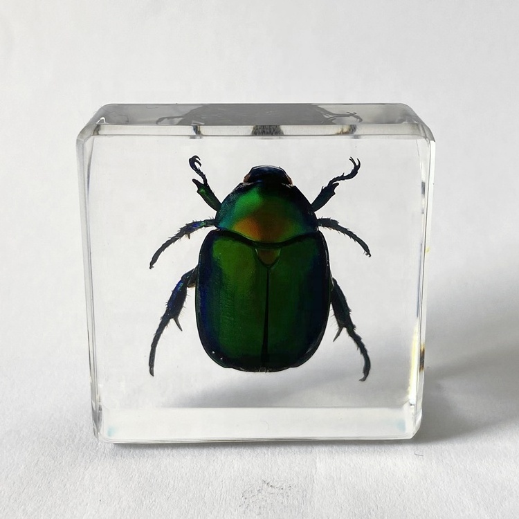 Insect Model Clear Crystal Novelty Gifts Chafer Beetle Embedded Paperweight for Birthday Gifts