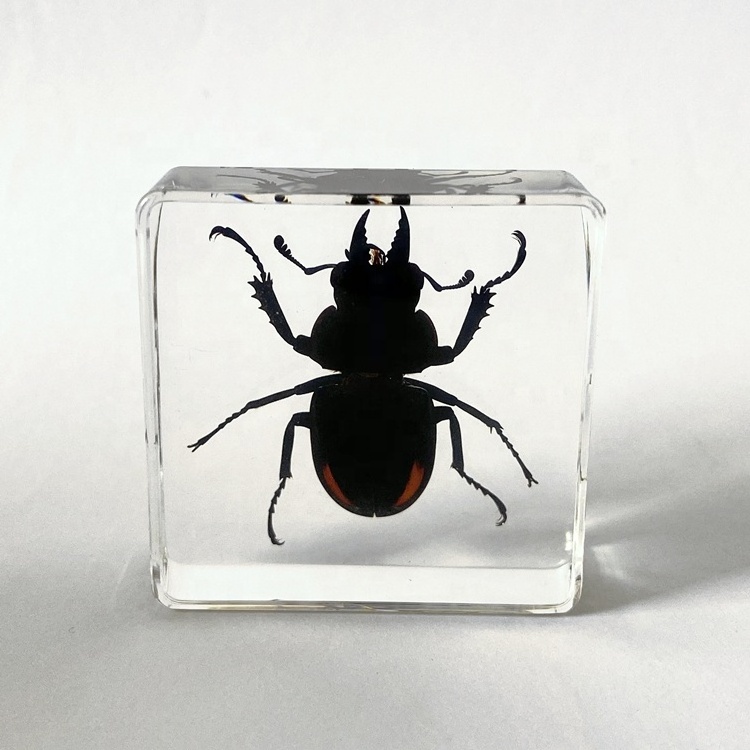 Fantasy Real Insect Safe Clear Glass Creative Toys Stag Beetle Embedded Paperweight for Kids