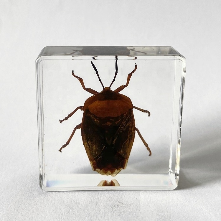 Insect Collection Glass Christmas Gifts Lychee Stink Bug Embedded Paperweight for Sale